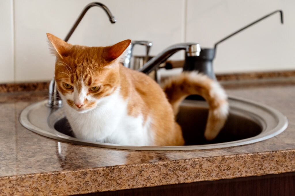 chat qui fais pipi dans le lavabo que faire - comportementaliste chat