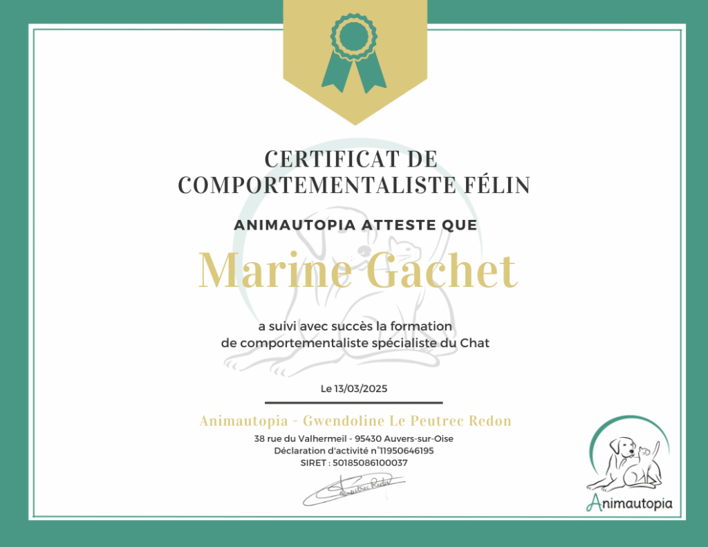 Marine Gachet - certificat