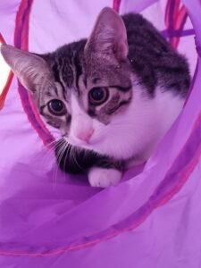 Chaton joue dans un tunnel violet