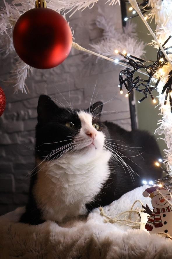 Chat sous sapin Noël