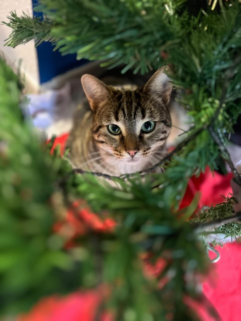 Chat Noël