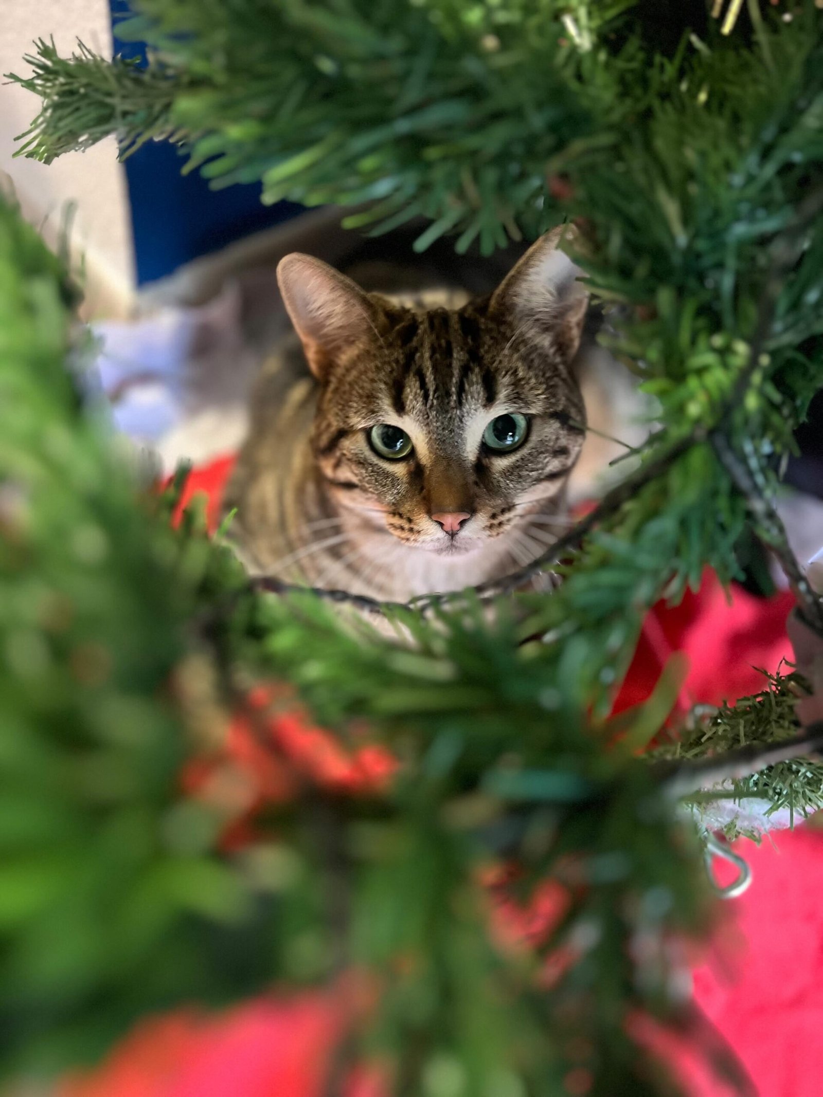Chat Noël