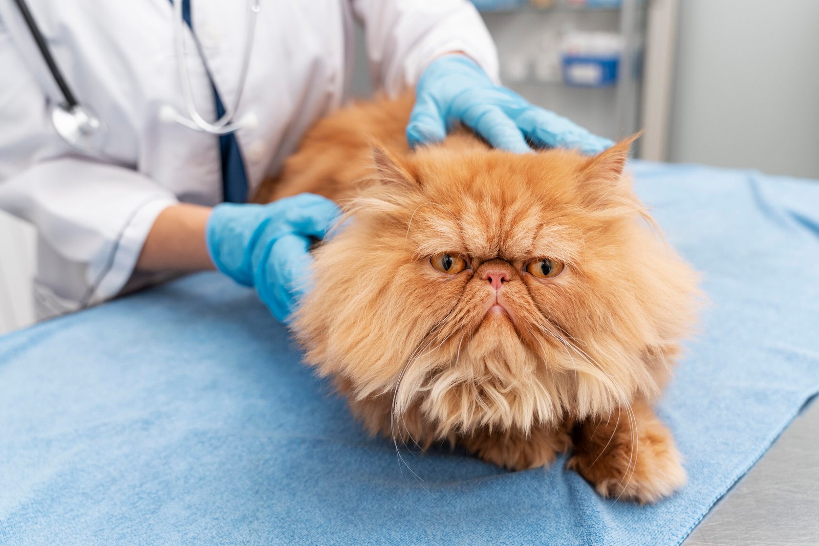 veterinarian-taking-care-pet (1)